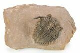 Detailed Metacanthina Trilobite - Lghaft, Morocco #251911-5